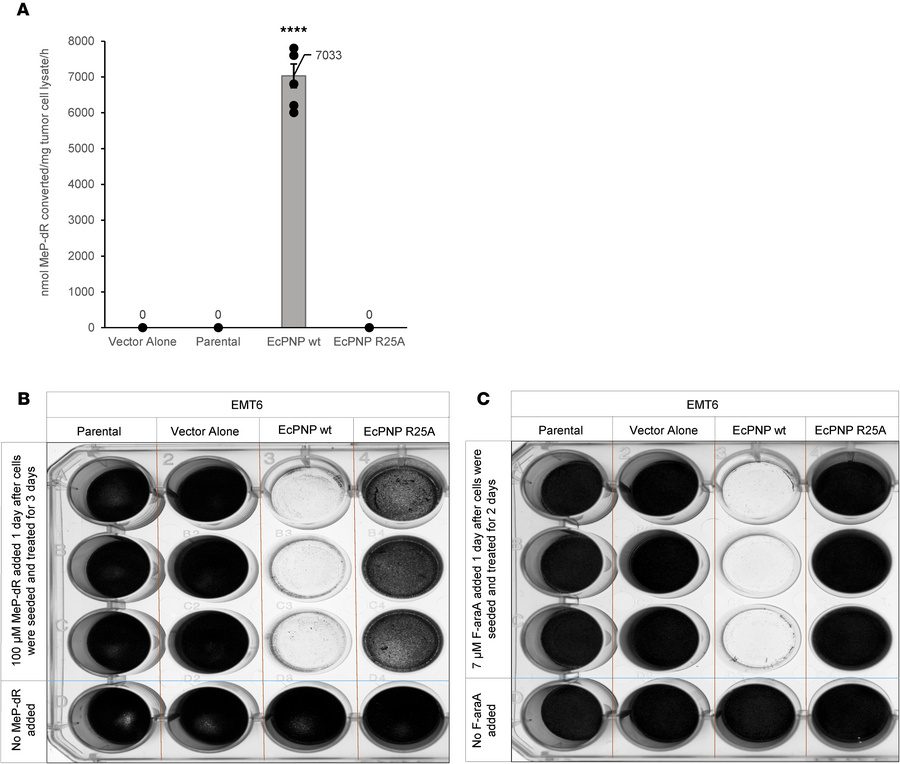 Characterization of EMT6 triple-negative breast cancer–expressing E. col...