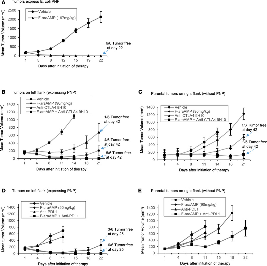 Combining immune checkpoint inhibition with PNP/F-araAMP augments ICI ac...