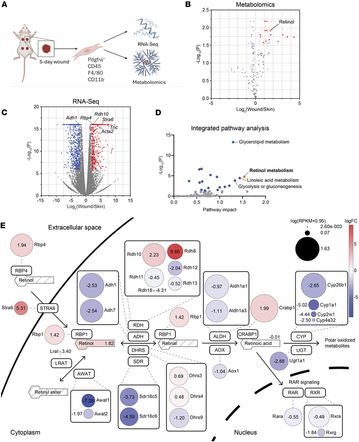 Retinol metabolism is strongly regulated by skin wounding.
(A) Outline o...