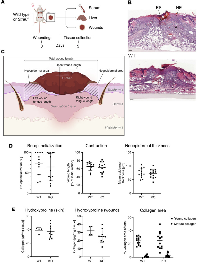 Stra6 is dispensable for wound healing in mice.
(A) Schematic outline of...