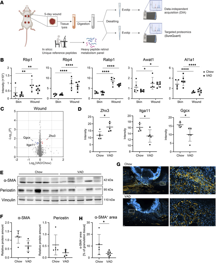 Wounding alters the abundance of retinol metabolism proteins in the skin...