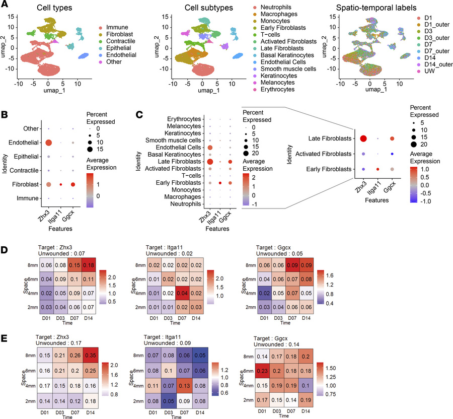 Proteomics hit proteins are mainly expressed in wound fibroblasts.
(A) U...
