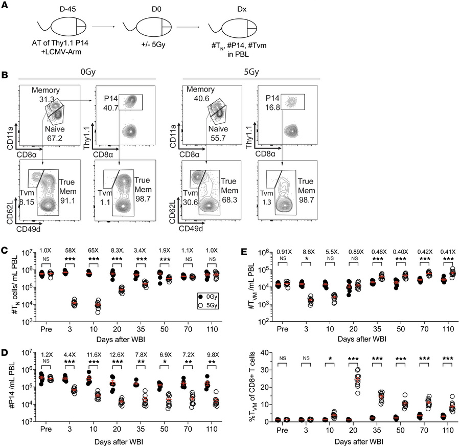 Numbers of Ag-inexperienced and memory CD8+ T cells are differentially a...