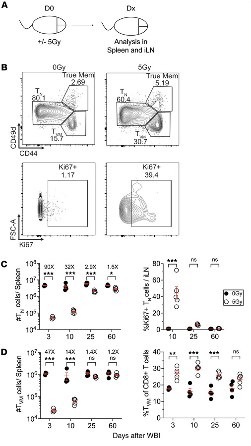 Naive and virtual memory CD8+ T cells follow similar kinetic of loss and...