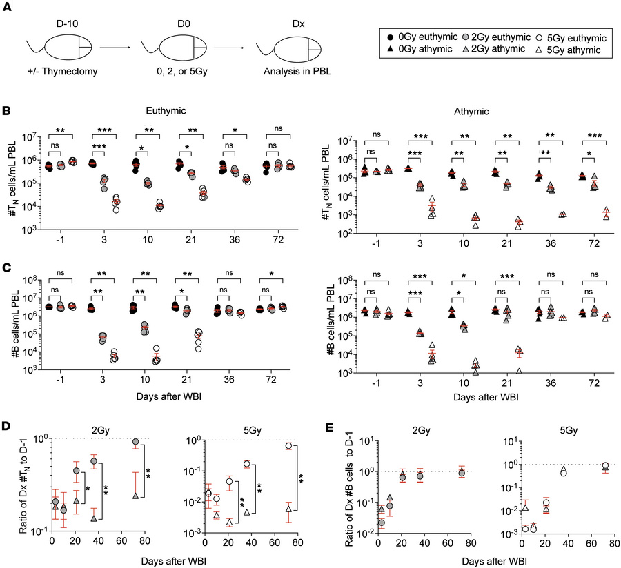 Thymus is required for naive CD8+ T cell numerical recovery.
(A) Experim...
