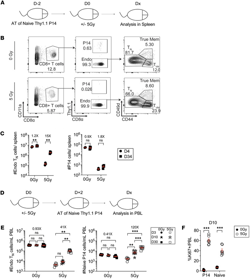 WBI-surviving naive CD8+ T cells exhibit diminished proliferative capaci...