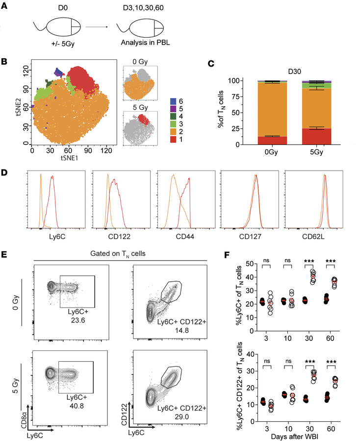 Phenotypic composition of TN cells undergoes lasting alterations followi...