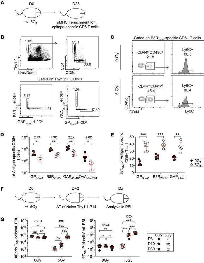 Acquisition of virtual memory phenotype by a fraction of proliferating T...