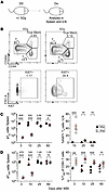 Naive and virtual memory CD8+ T cells follow similar kinetic of loss and re