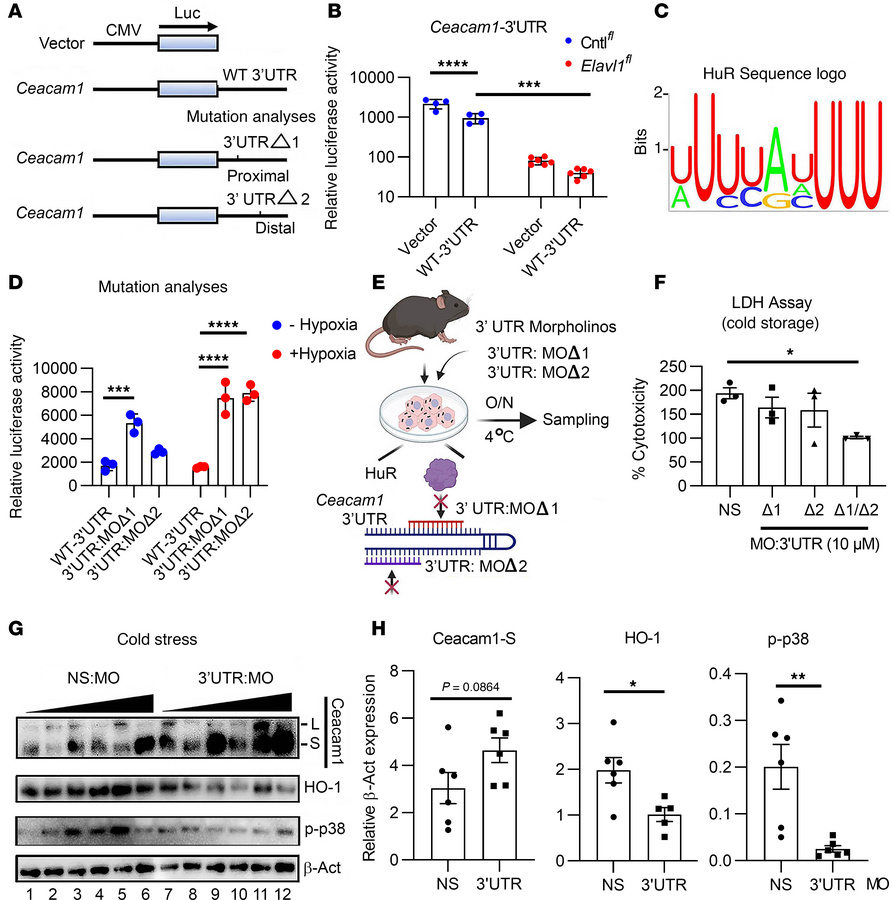 HuR posttranscriptionally targets hypoxia-responsive elements encoded wi...