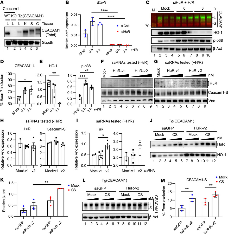 Altered HuR levels by ASOs influence Ceacam1 isoform expression.
(A) Wes...