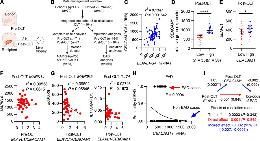 Hepatic CEACAM1 mRNA expression is associated with ELAVL1 mRNA levels in...