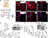 Hepatic Ceacam1 mRNA depends on HuR signaling during temperature-dependent