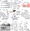 HuR posttranscriptionally targets hypoxia-responsive elements encoded withi