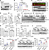 Altered HuR levels by ASOs influence Ceacam1 isoform expression.