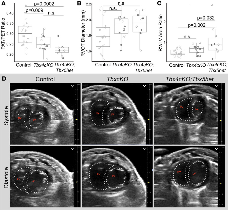 Echocardiographic assessment of adult mice infers PH in Tbx4cKO and Tbx4...