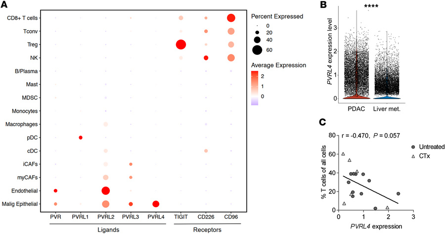 Nectin-4 is exclusively expressed by tumor cells in PDAC.
(A) Dot plot d...