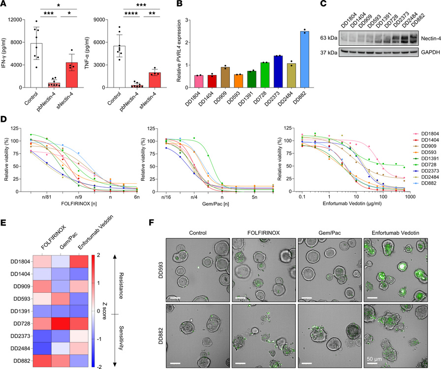 Enfortumab vedotin has antitumor efficacy in PDAC PDOs.
(A) IFN-γ and TN...