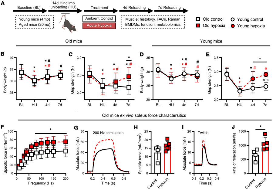 Muscle functional recovery from disuse.
(A) Summary of experimental desi...