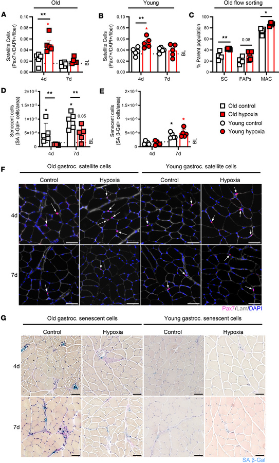 Muscle cellular dynamics.
(A and B) Gastrocnemius satellite cells (Pax7+...