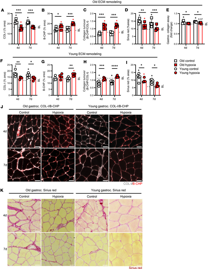 Muscle collagen remodeling.
(A–D) Gastrocnemius type I collagen (COL-I),...