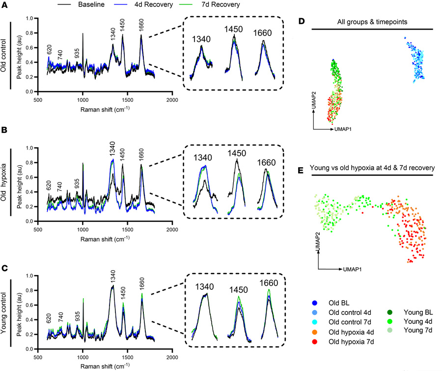 Global Raman molecular signature.
(A–C) Raman spectral signature from 60...