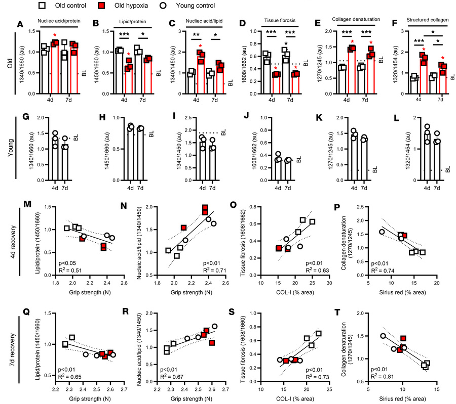 Raman biochemical relationships.
(A–F) Raman spectral ratios for nucleic...