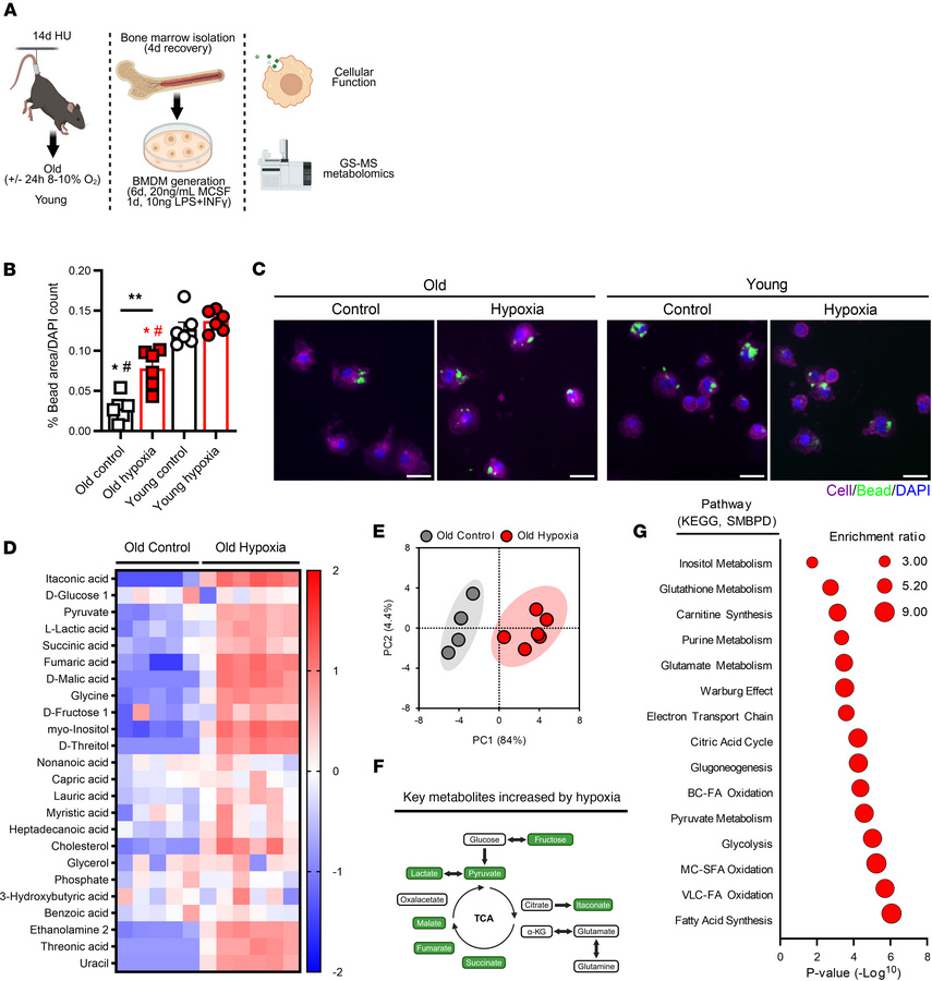Macrophage function and metabolism.
(A) Summary of experimental design. ...