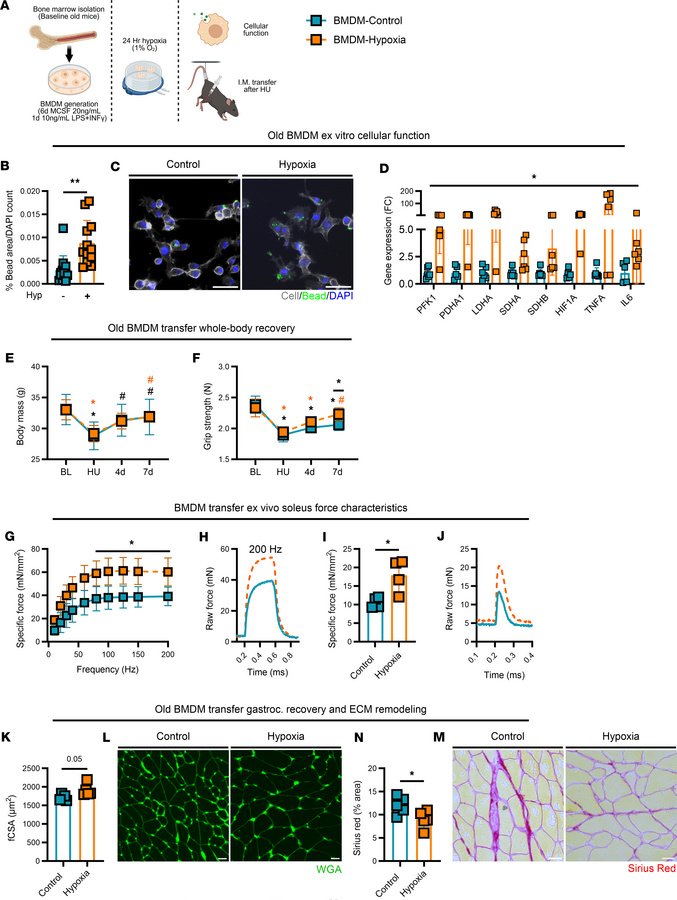 Adoptive transfer of hypoxia-treated macrophages.
(A) Summary of experim...
