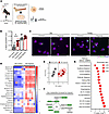 Macrophage function and metabolism.