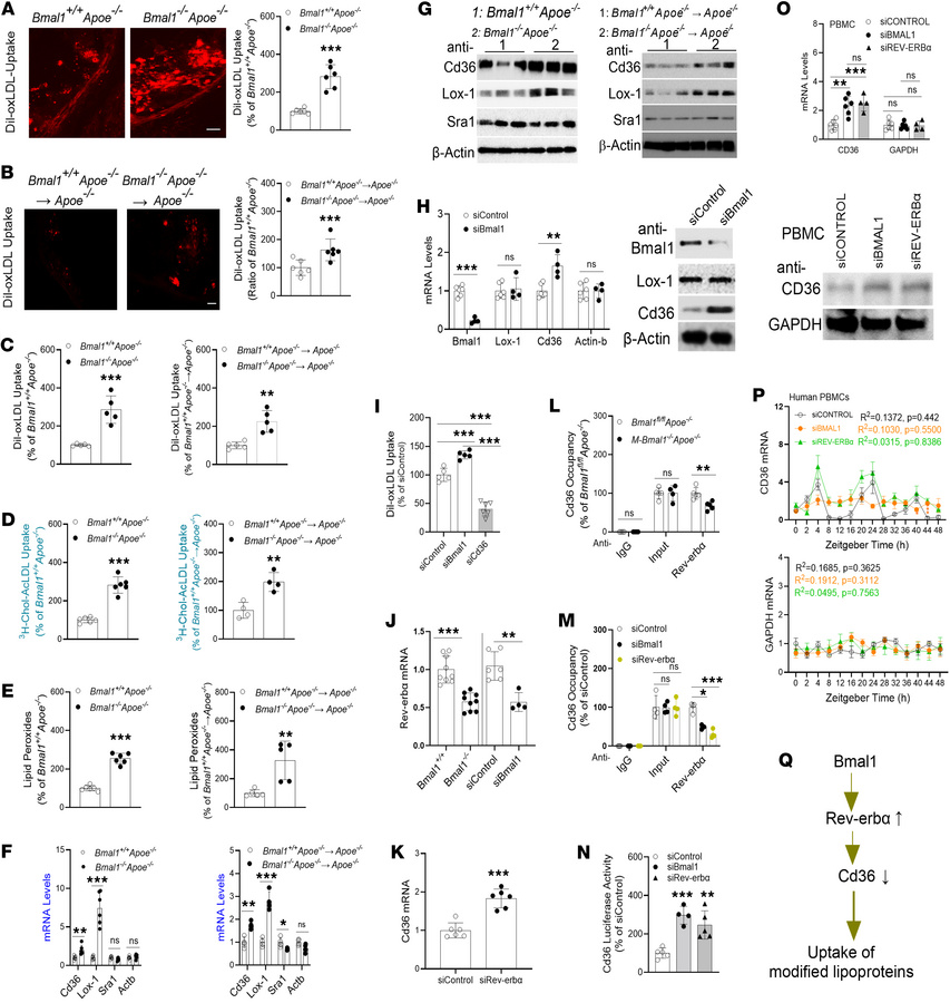 Mφ Bmal1 deficiency increases cellular cholesterol content, oxLDL uptake...