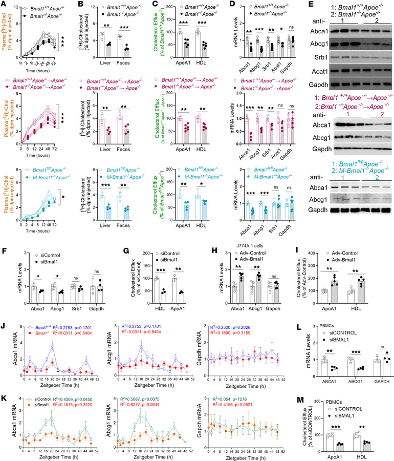 Mφ Bmal1 deficiency decreases cholesterol efflux and reverse cholesterol...