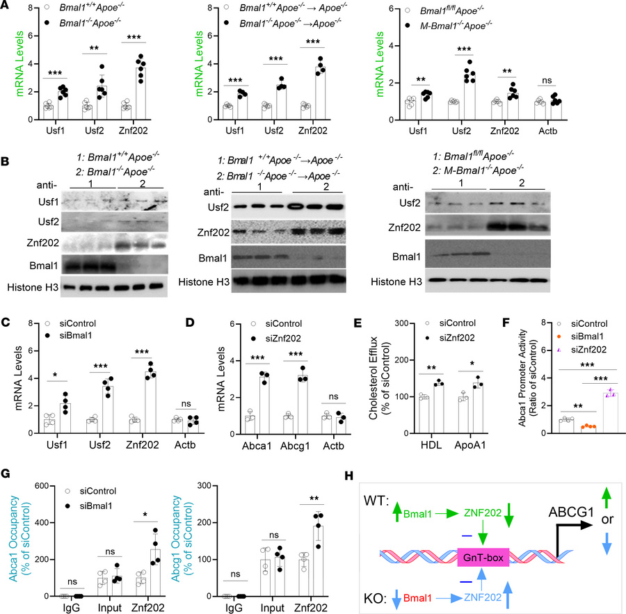 Identification of transcription factors regulating Abca1/Abcg1 in Bmal1-...
