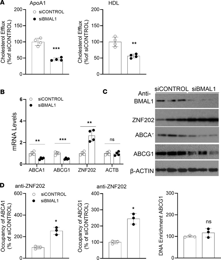 Bmal1 regulates ABCA1 expression by modulating Znf202 expression in huma...