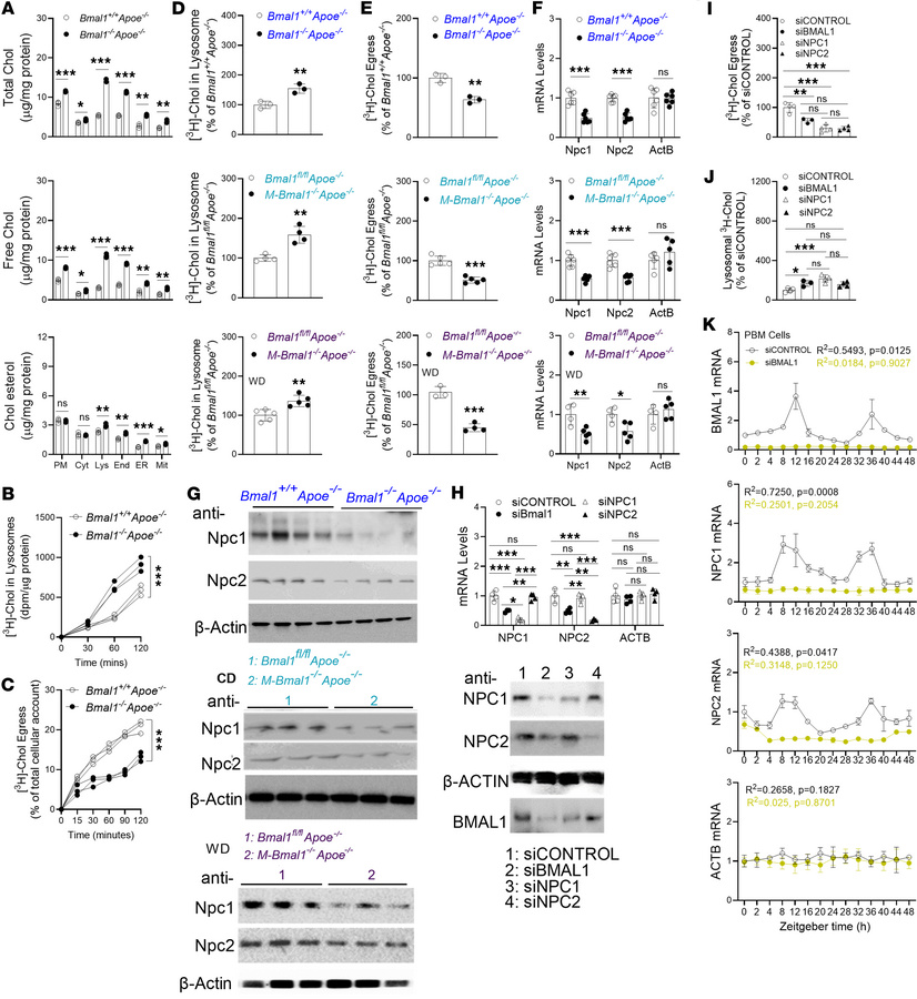 Bmal1 deficiency increases cholesterol assimilation and decreases choles...