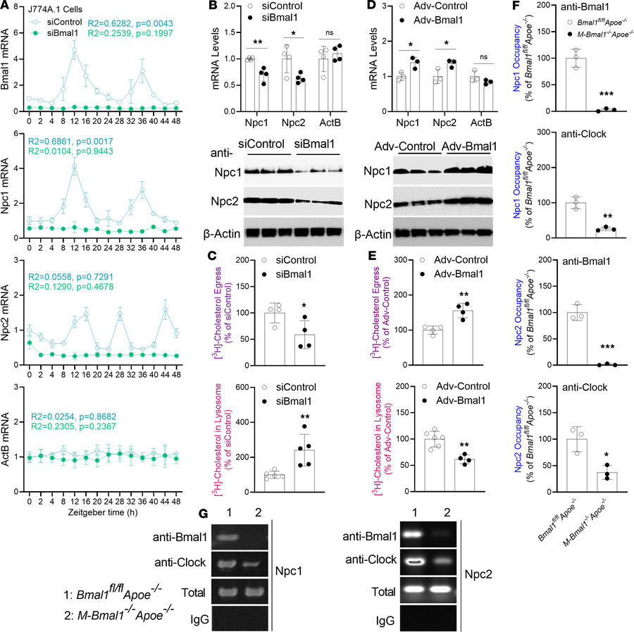 Bmal1 deficiency decreases Npc1 and Npc2 expression in J774A.1 Mφs.
(A) ...