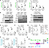 Identification of transcription factors regulating Abca1/Abcg1 in Bmal1-def