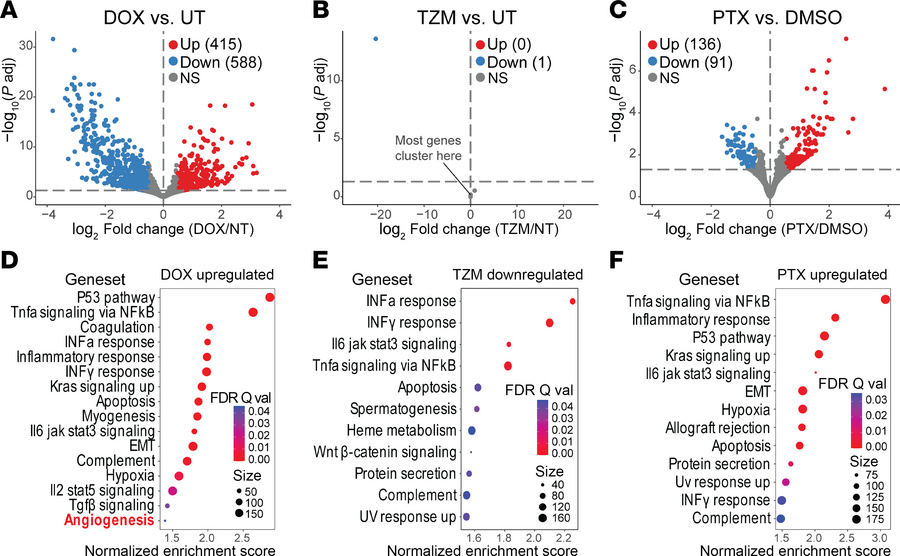 CTx alters endothelial cell gene expression.
(A–C) Volcano plots show di...