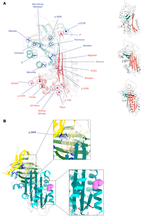 Localization of the mutants assessed in this study on the structure of A...