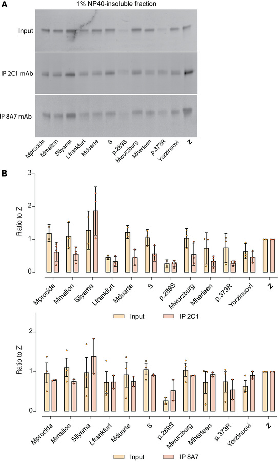 Recognition of ‘716-resistant polymers by the antipolymer 2C1 mAb.
(A) T...