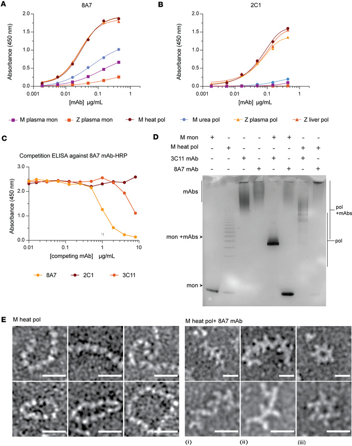 Assessment of the specificity of the novel 8A7 mAb.
(A and B) The 8A7 (A...
