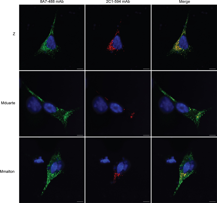 The 8A7 mAb recognizes polymers of AAT variants poorly recognized by the...