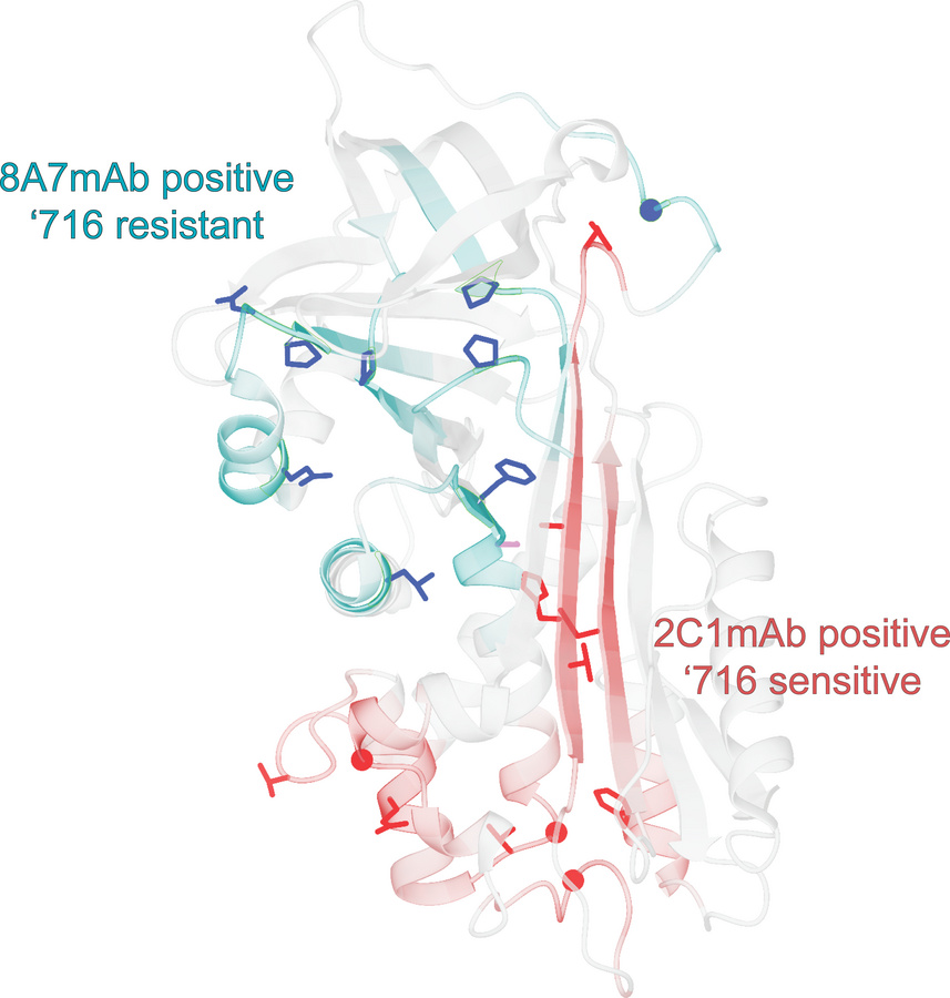 graphical abstract