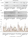 Characterization of AAT mutants and assessment of resistance to the polymer
