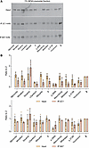 Recognition of ‘716-resistant polymers by the antipolymer 2C1 mAb.