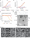 Assessment of the specificity of the novel 8A7 mAb.
