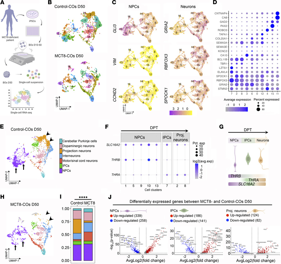 scRNA-seq analysis of D50 Control- and MCT8-COs.
(A) Schematic represent...