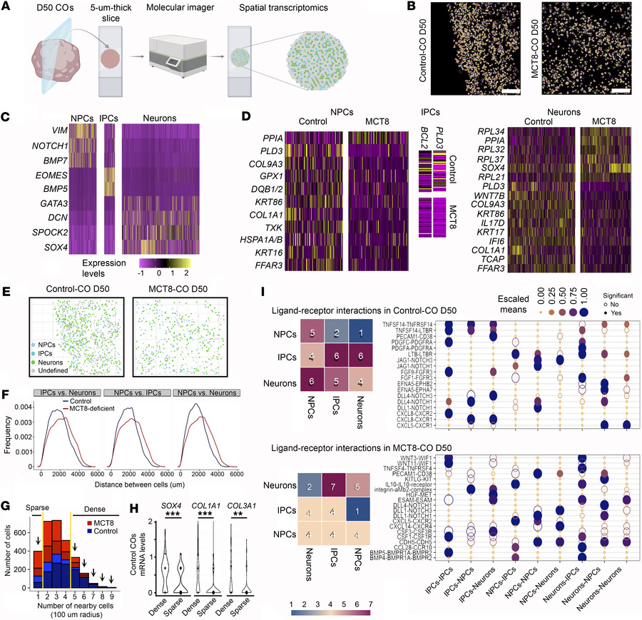 Spatial transcriptomics analysis of D50 Control- and MCT8-COs.
(A) Schem...