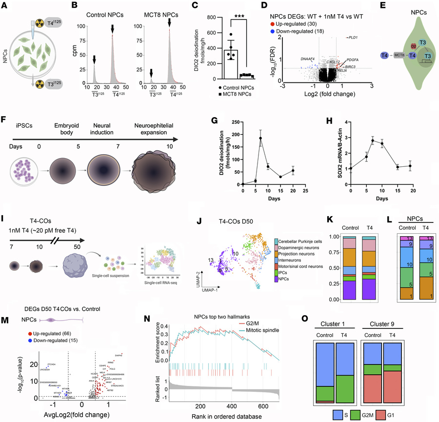 Studies on the presence and effect of the DIO2 pathway in iPSC-derived N...