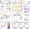 scRNA-seq analysis of D50 Control- and MCT8-COs.